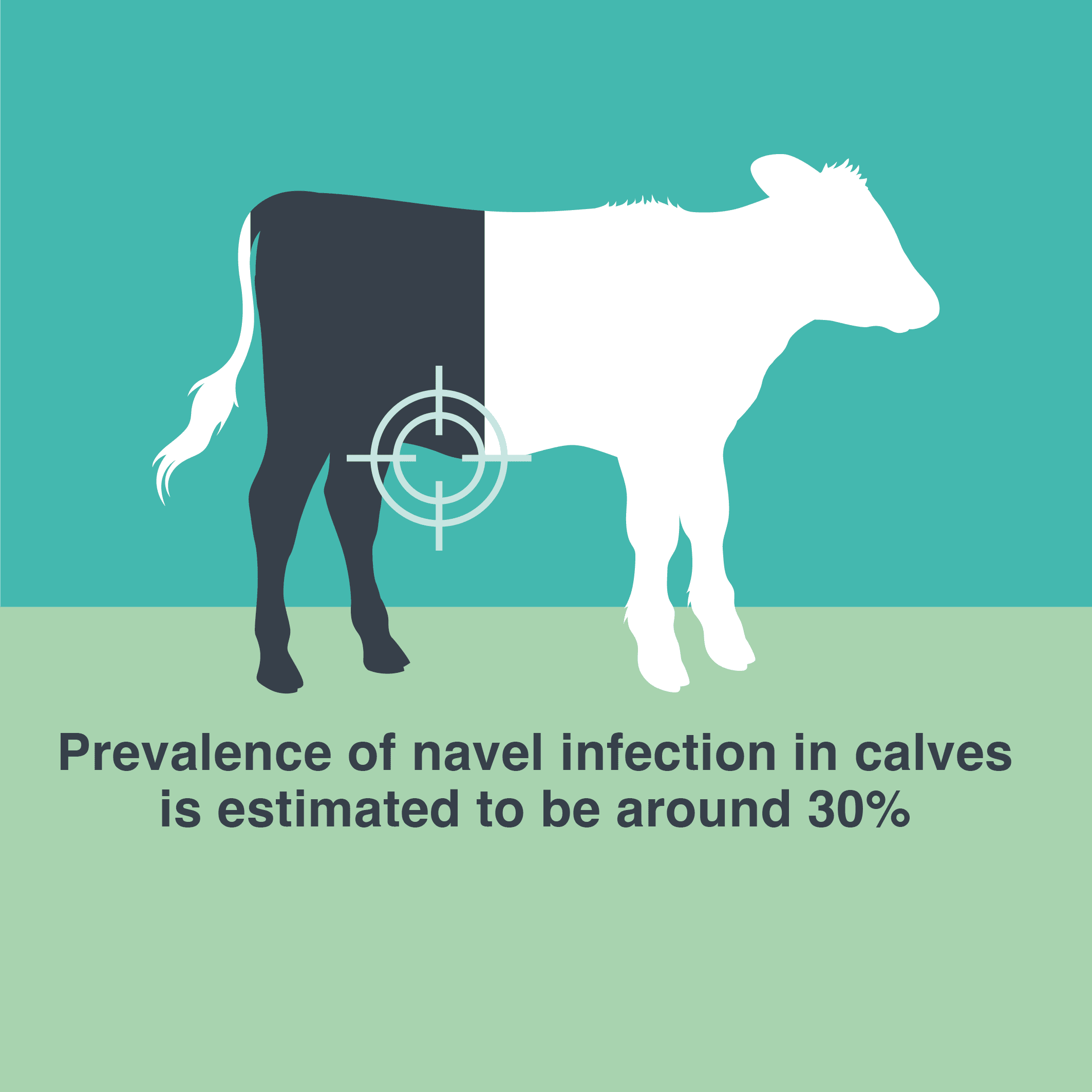 30% of calves experience navel infection