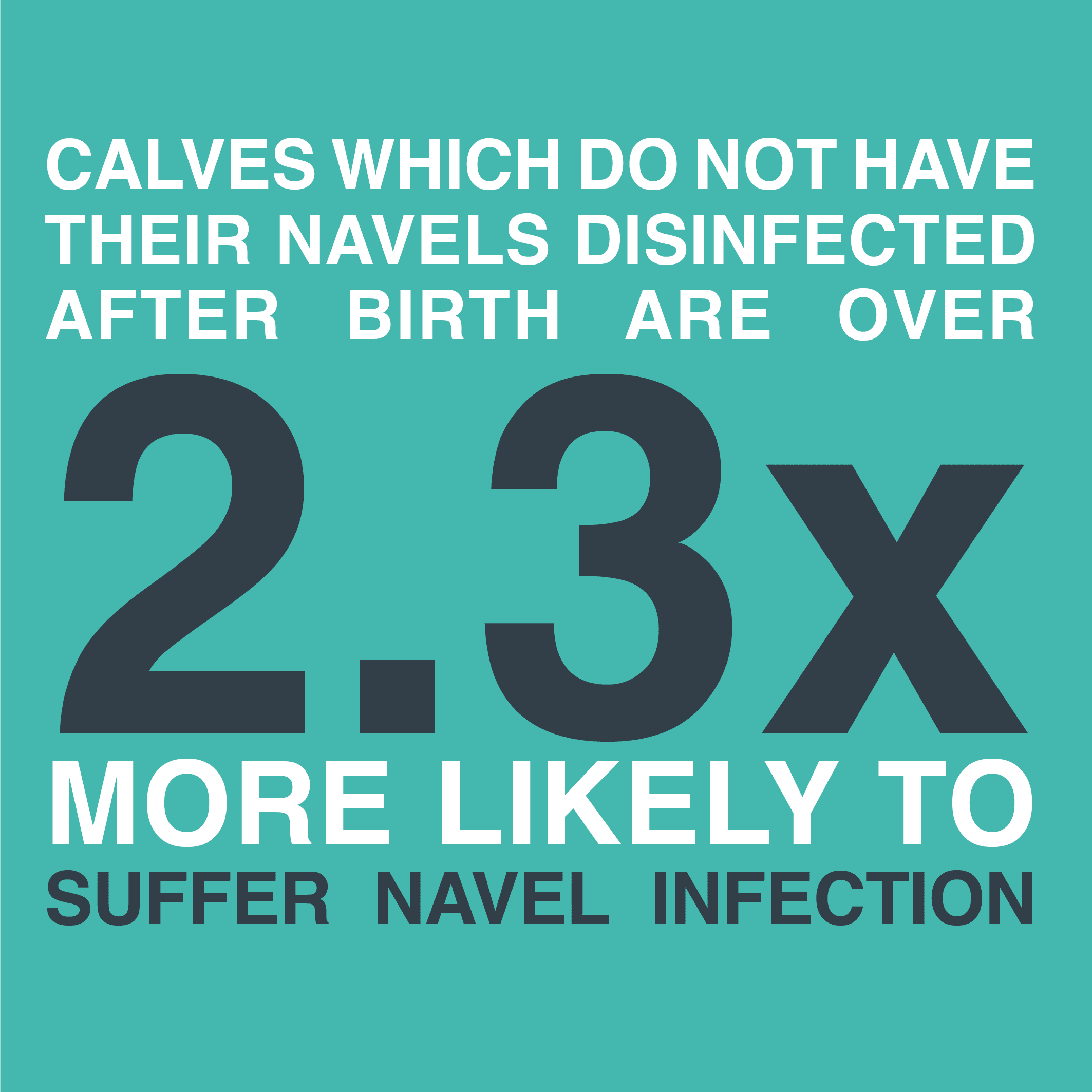 Calves which do not have their navels disinfected after birth are over 2.3 times more likely to suffer navel infection.