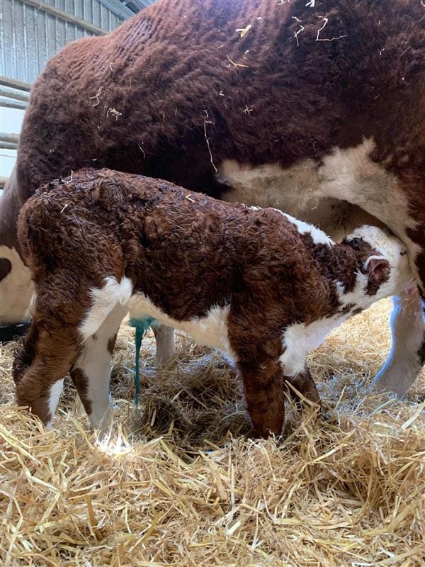 Preventing Navel Ill in Calves: The Role of Effective Navel Hygiene | NoBACZ