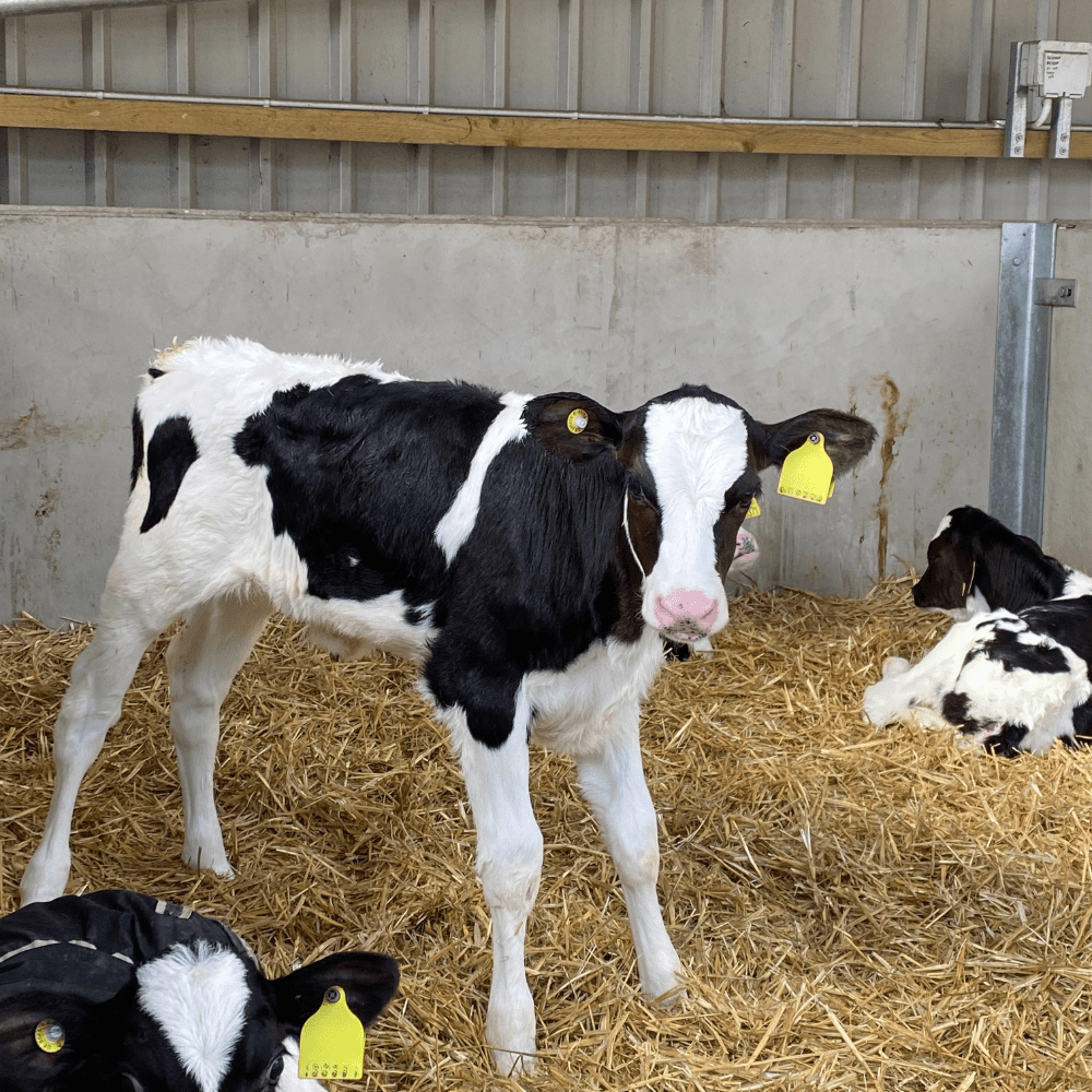 Giving Calves the Right Start: Inside the GB Calf Strategy | NoBACZ