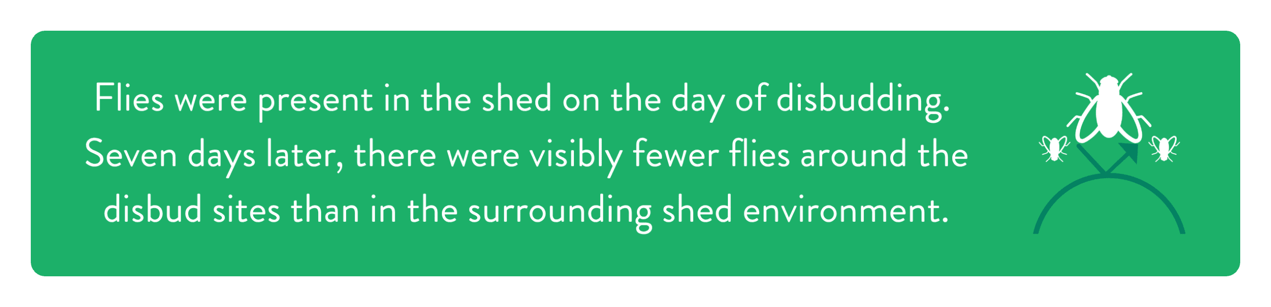 Flies were present in the shed on the day of disbudding. Seven days later, there were visibly fewer flies around the disbud sites than in the surrounding shed environment.