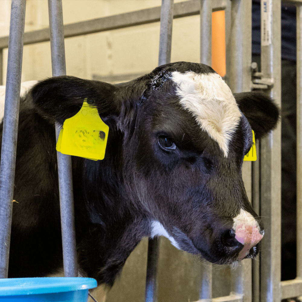 Better care after disbudding: one farm’s experience with Ambugreenᵀᴹ | NoBACZ